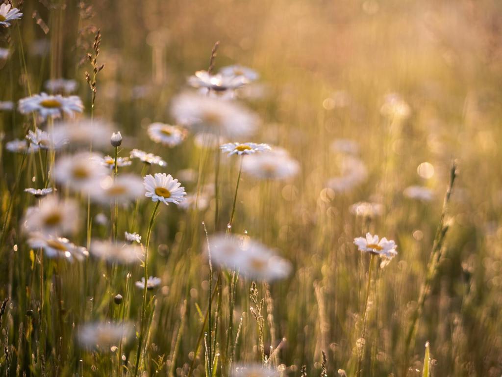 The field of daisies in this image is to illustrate the creation of a mental happy place that you can go to when you're trying to fall asleep.