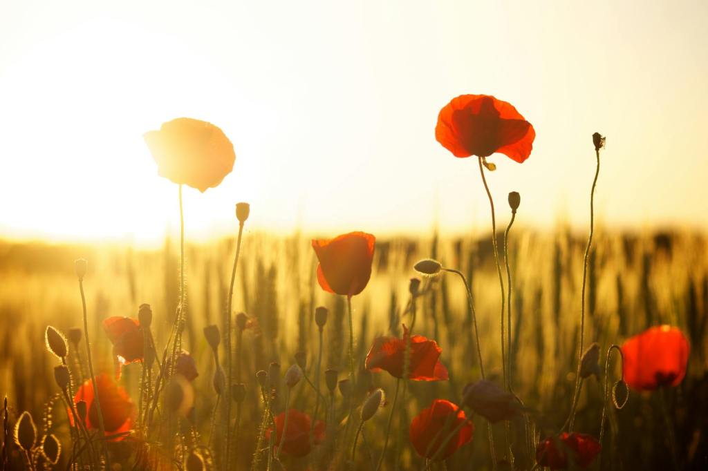 A field of red poppies to represent the sacrifices made by our soldiers
