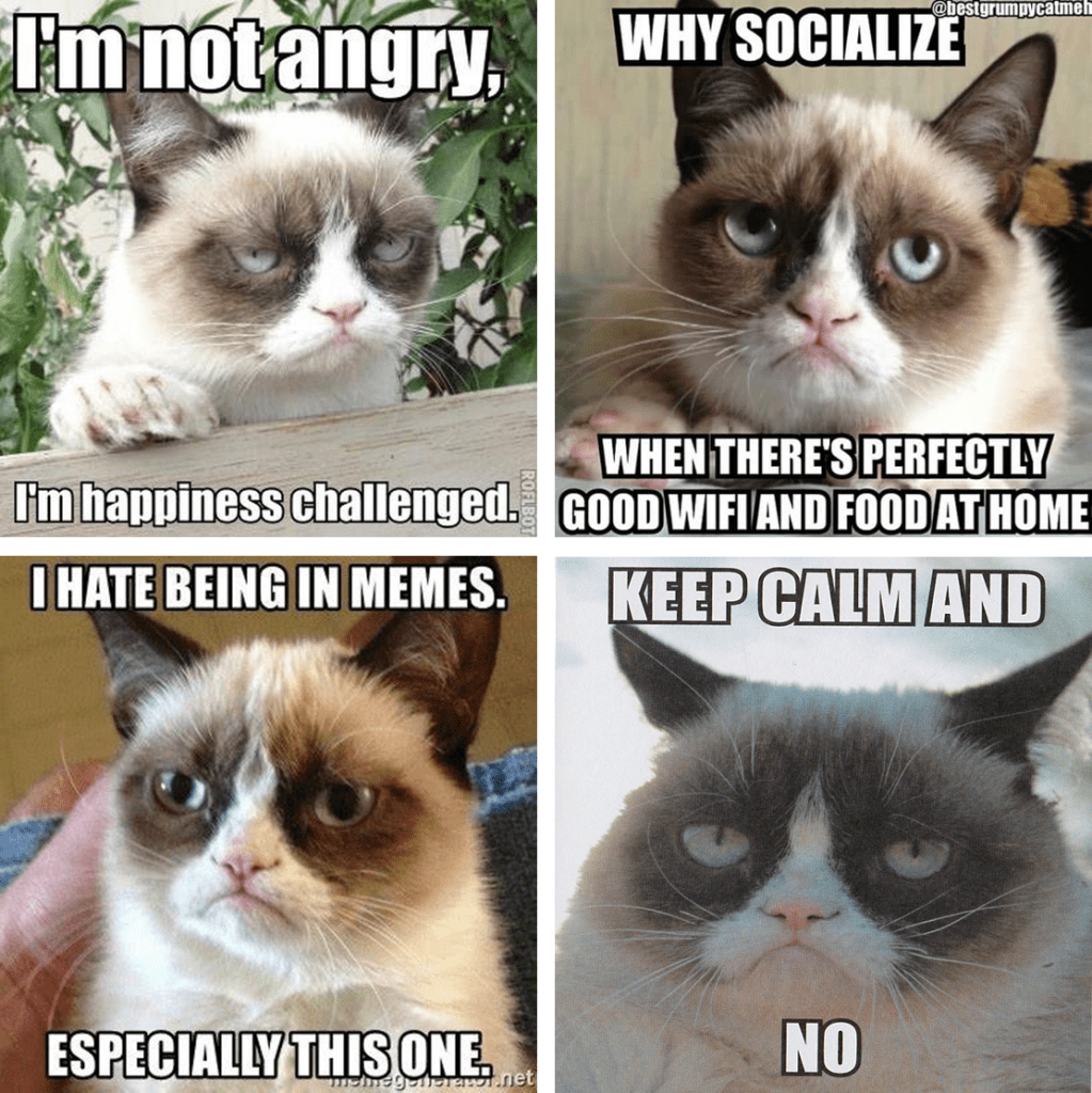 Images of a grumpy cat with text overlays that read "keep calm and ... no" etc