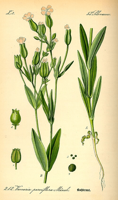 a botanical picture of a Vacarria plant