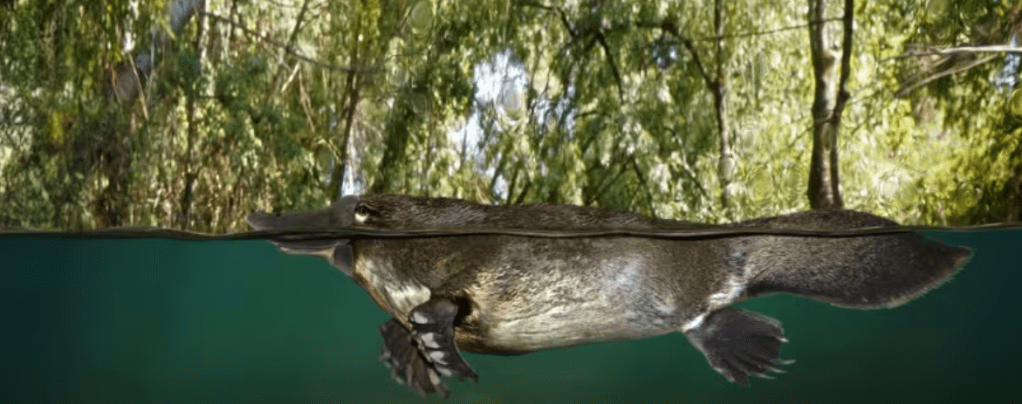 photo of a platypus half in the water, half out