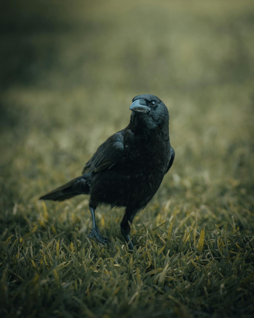 Eating crow