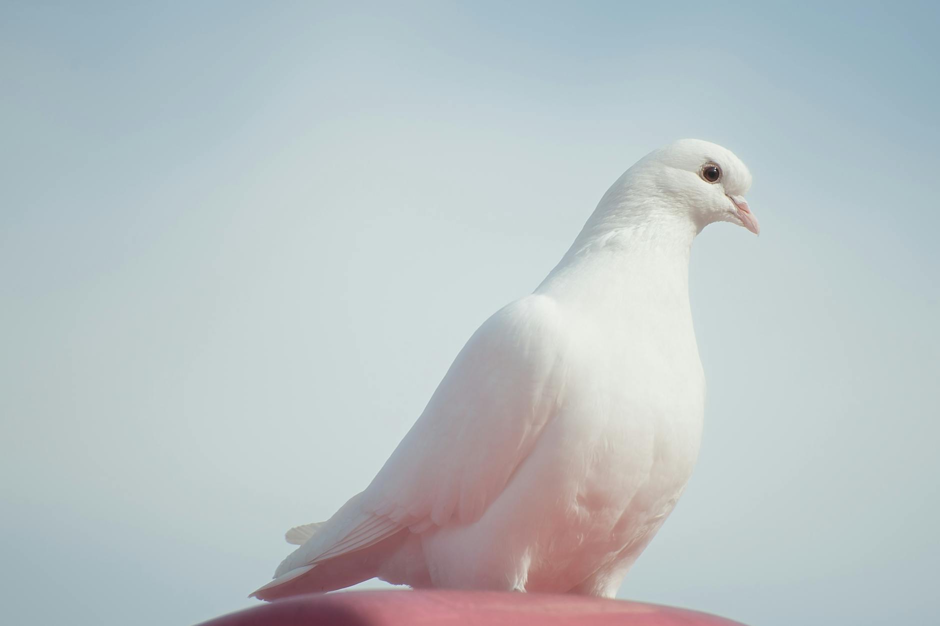 Seeking the Nemesis Bird… mindfully