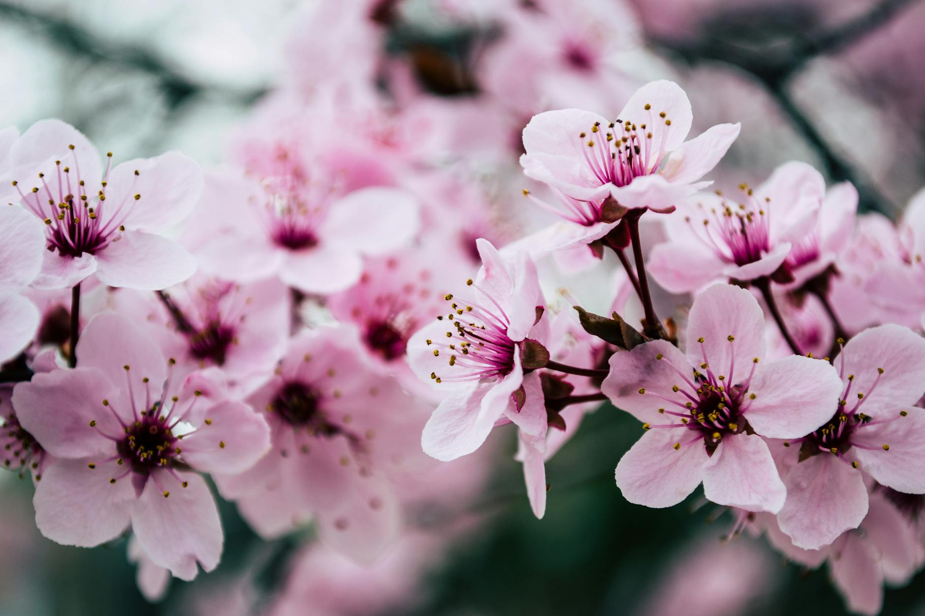 “Yoshuku – the Japanese art of manifesting”
