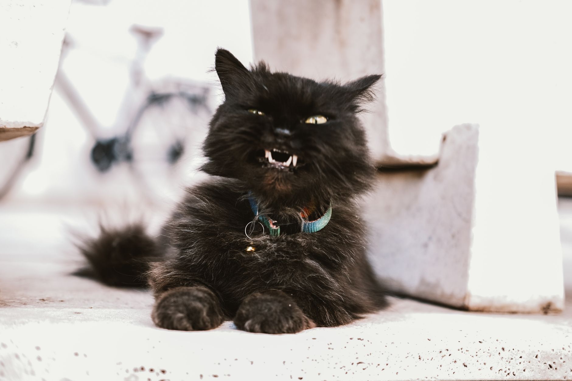 Grumpy cats, snippy dogs and moody people