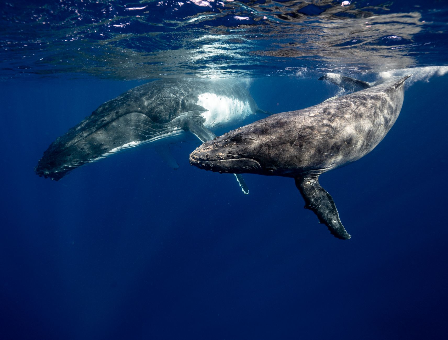 Whale songs for healing